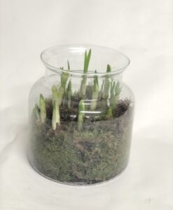 Narcissi terrarium