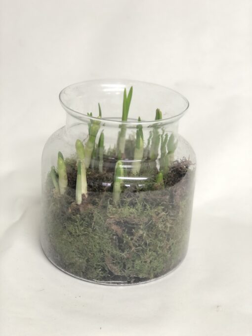 Narcissi terrarium