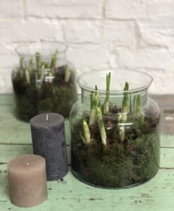 Narcissi terrarium