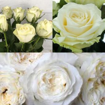 white roses