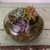 succulent bowl