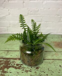 fern terrarium